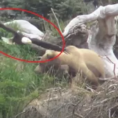 Griz vs eagle