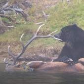 Grizzly eats elk