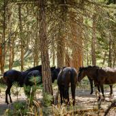 Wild Horse Island horses