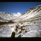 idatarod