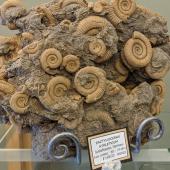 Fossil seashells