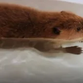 Justin Beaver
