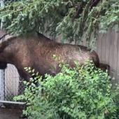 Moose approaching gate