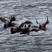 Moose Swimming Across Lake