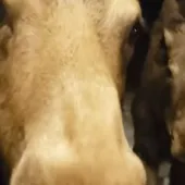 Moose eating pumpkins