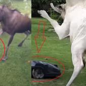 Moose versus robot collage