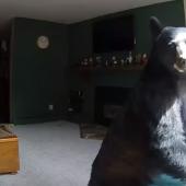 Bear "playing" piano