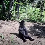 Shower Loving Bear