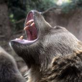 Roaring Grizzly 