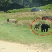 Wolf sneak attack