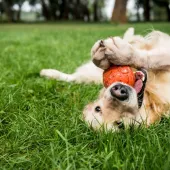 Playful golden retriever 