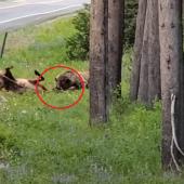 Bear kills elk 