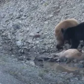 Bear cubs eat elk calf