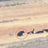 Bear and wolves in Yellowstone red circle