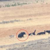 Bear and wolves in Yellowstone red circle