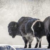 Snow bison at Yellowstone