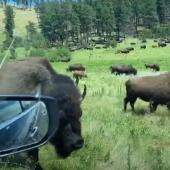 Adrift in a sea of bison
