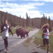 Bison charges Yellowstone tourists