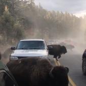 Bison stampede!