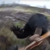 Bear attack on camera