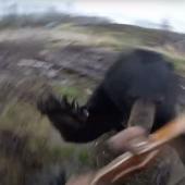 Bear attack on camera