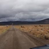 Elk breaks neck