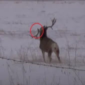Drop tine buck