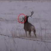 Drop tine buck