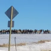 Elk crossing road