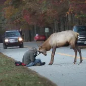 Elk vs man
