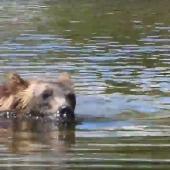 Grizzly bear swimming in Glacier