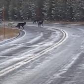 Wolves on the road