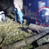 Bear escapes from barrel
