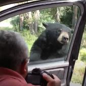 Bear opens car door