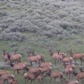 Bear with elk herd