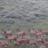 Bear with elk herd