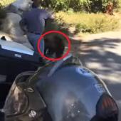 Bear release gone bad
