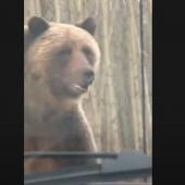 Grizzly bear standing by truck