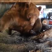 Gigantic bear under porch