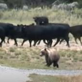 Bear vs cows