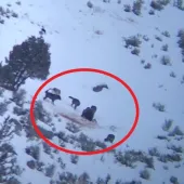 Bear vs wolves in Yellowstone