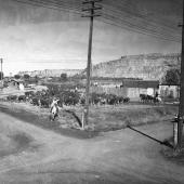 Cattle drive at South 27th Street and 10th Avenue, circa 1939.