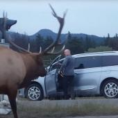 Elk versus photographer