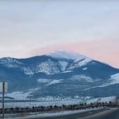 Elk herd outside Deer Lodge