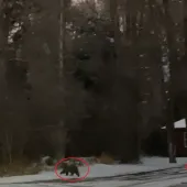 Griz 399 with red circle