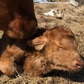 Heifer born with heart in neck