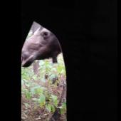 Moose peering at hunter