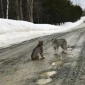 Lynx in love