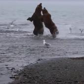 Mama bear defends cubs