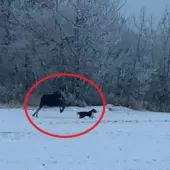 Moose chasing dog
